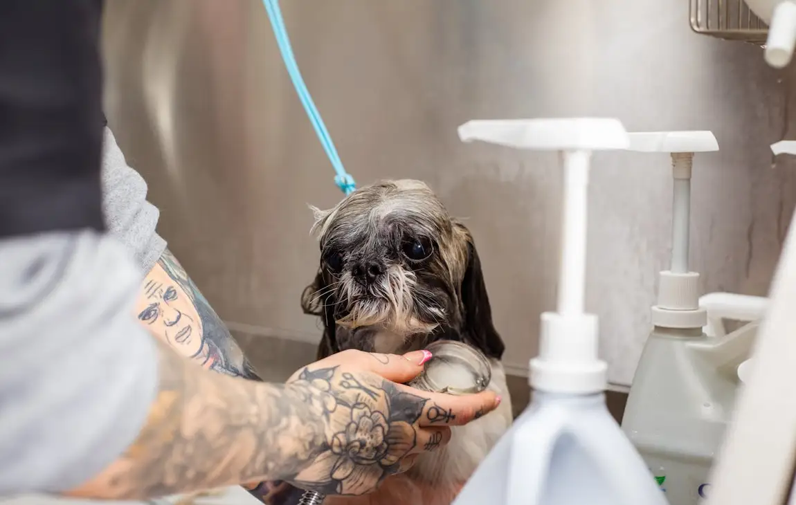 Furminator dla psa: kiedy pomaga przy sierści, a kiedy lepiej uważać?